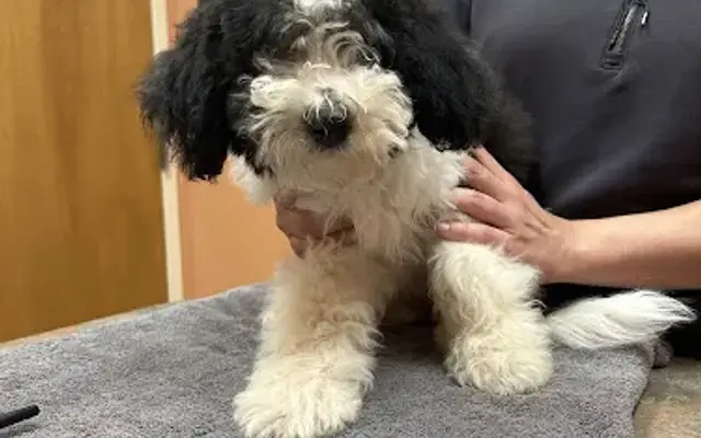 Hillcrest Animal Hospital in Simpsonville, SC