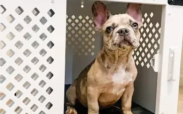 Impact Dog Crates in Hayden, ID