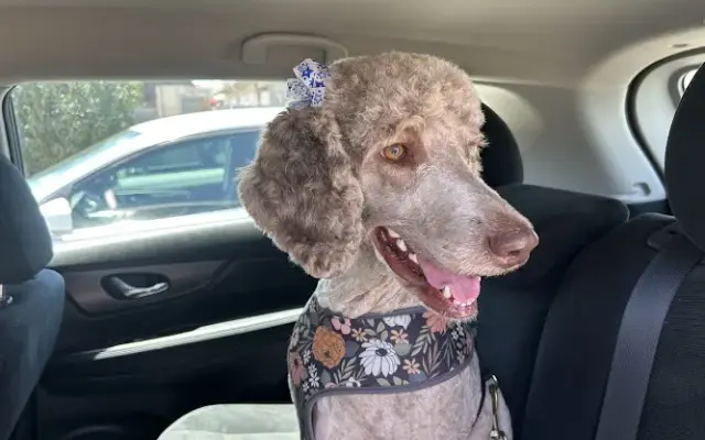 Salcido's Pet Grooming and Boarding in El Centro, CA