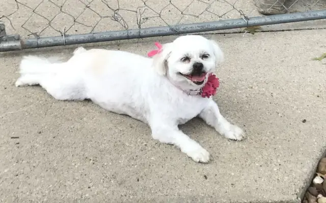 Affordable Mobile Pet Groomer in Clive, IA