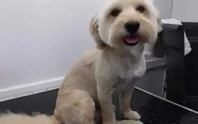 Pretty Paws mobile pet spa in Fort Smith, AR