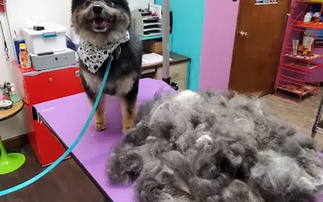 Robyn's Dog Grooming in Johnstown, PA