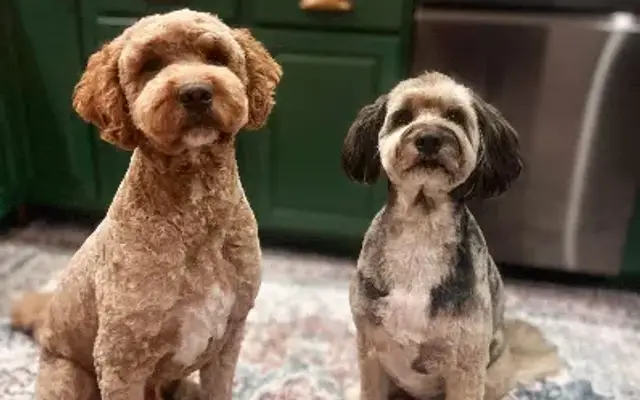 Furever Fancy Pet Spa LLC in Chandler, IN