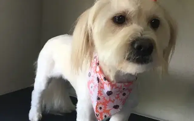 Pampered Pooches in Sevierville, TN