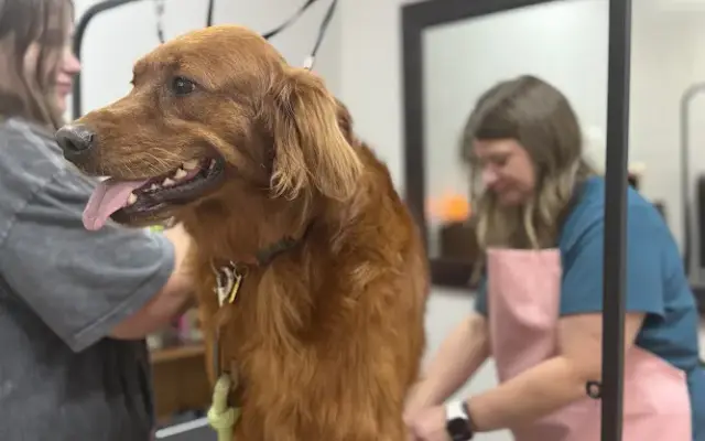 Top Dog Grooming & Doggie Daycare, LLC in Searcy, AR