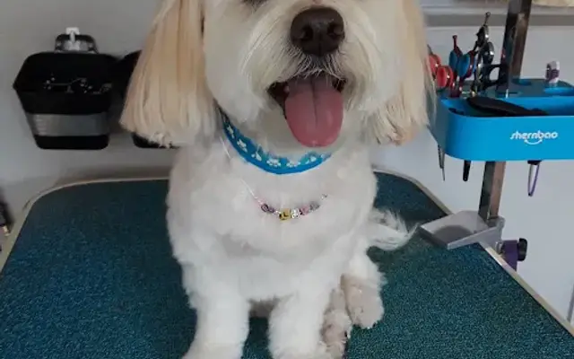 Pet Grooming By Sue in Port Charlotte, FL