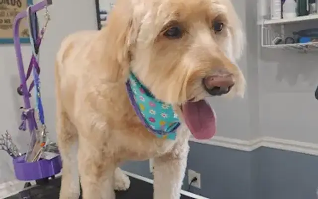 Pets 1st Choice in Massena, NY