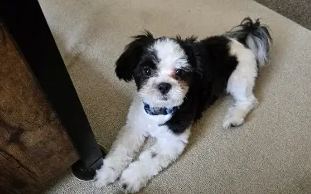 Pretty Pets Grooming in White Oak, PA