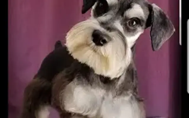 Pawsitively Perfect Grooming in Stephenville, TX