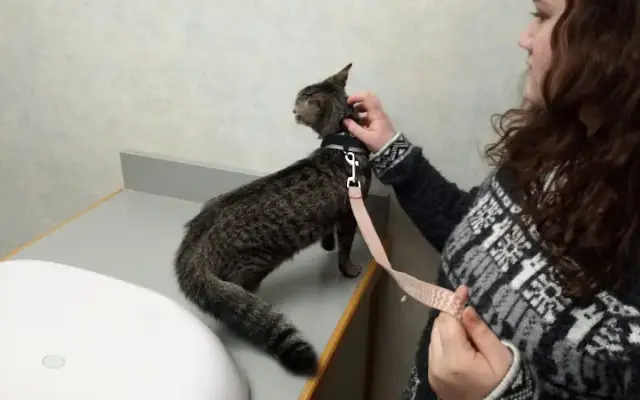 Town And Country Animal Clinic in Greenville, MI