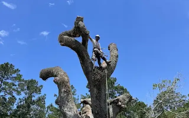 Websters Bed & Bone Kennel in Biloxi, MS