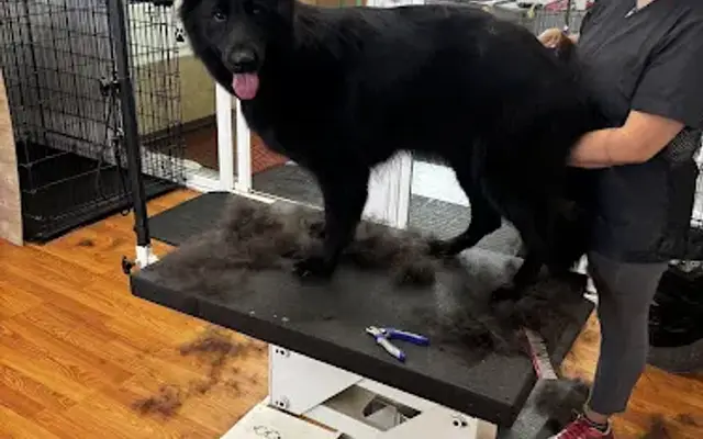 Washing Whiskers in San Pedro, CA