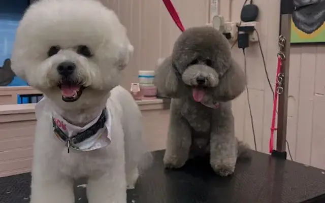 Lex Pets Grooming (Scarsdale) in Scarsdale, NY