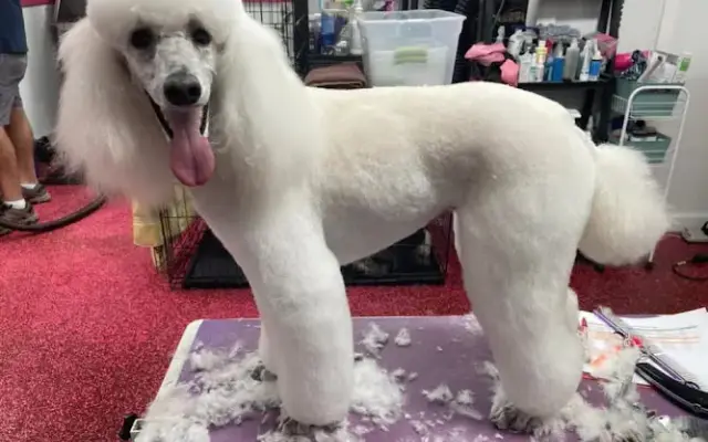 The Fur Factor Mobile Pet Spa in Cape Coral, FL