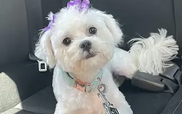 Pierre's Too Hotel & Pet Grooming in Humble, TX