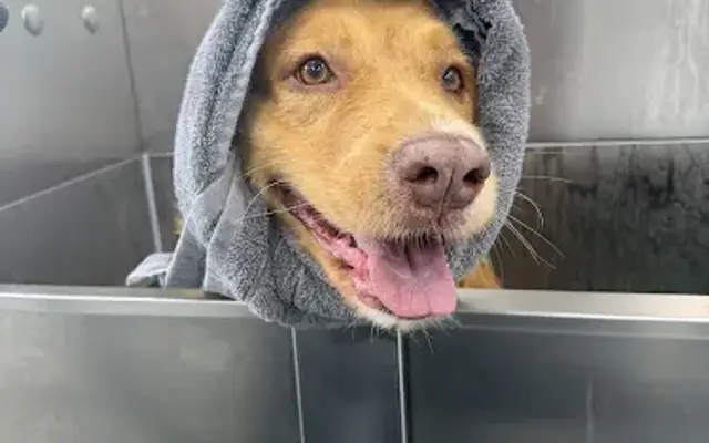 Sparky Suds Mobile Grooming in Armonk, NY