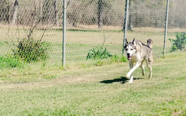 Town & Country Grooming & Boarding in Baytown, TX