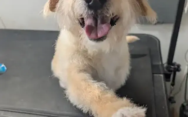 Michael's Mobile Dog Grooming in Phoenix, AZ
