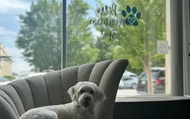 Paw Paradise Spa in Tipton, IA