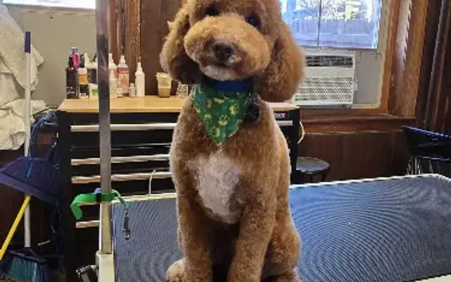 Unleashed Grooming Salon in Mt Pleasant, PA