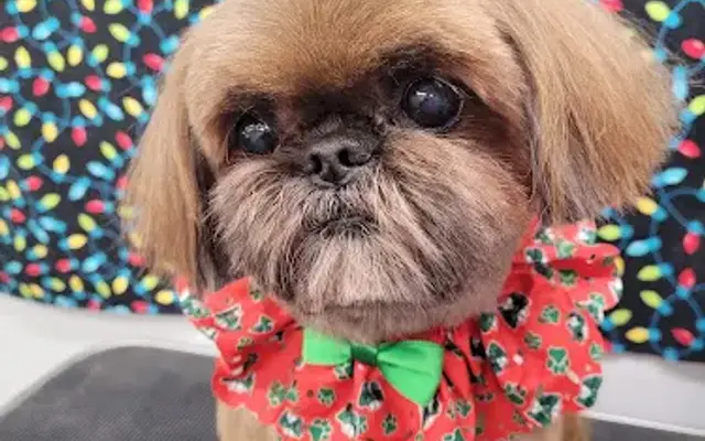 k-9 Designs Mobile pet Grooming in Port St. Lucie, FL