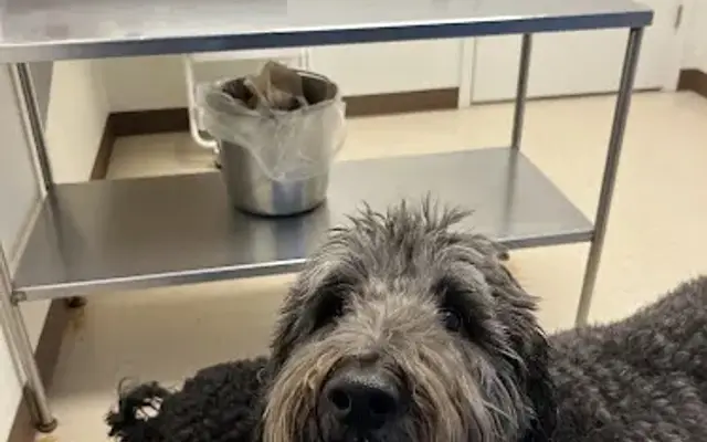 Gasow Veterinary Hospital in Birmingham, MI