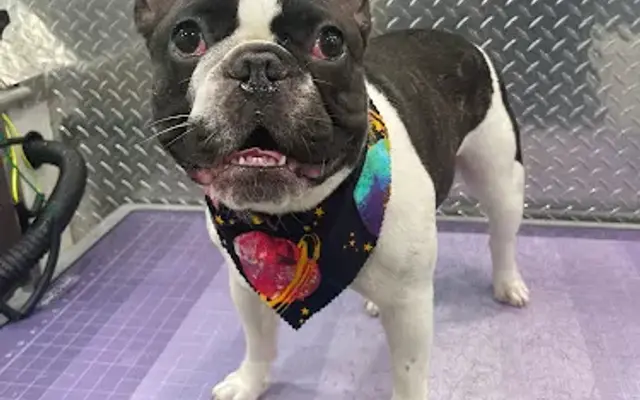 Tamarac Mobile Pet Grooming in Weston, FL