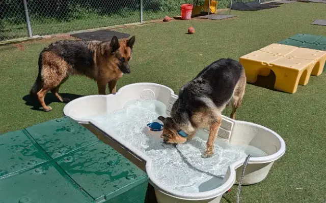 Green Acres Pet Center in Mt Airy, MD