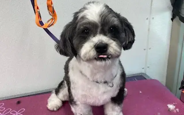 Fur PDX Mobile Pet Grooming in Tigard, OR