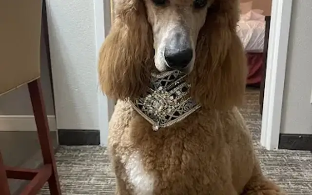 An Tara Grooming |Daycare |Boarding in Watertown, NY