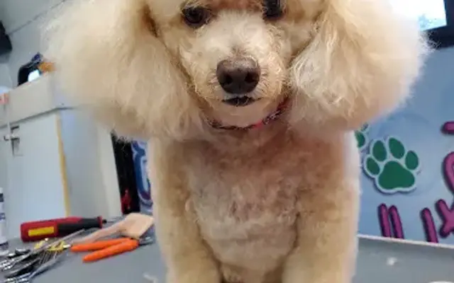 Cut & Cuddles Mobile Dog Grooming in Palm City, FL
