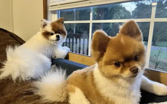 Doggie Styles Grooming and Boarding in Wedowee, AL