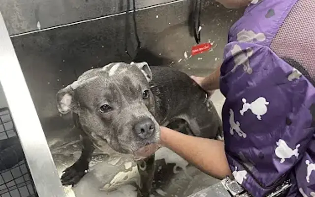Wuff cuts dog grooming in Ladson, SC