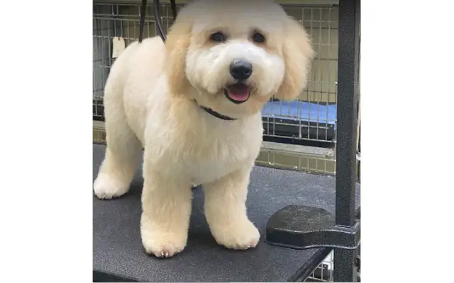 Shandra's Pet Salon in Naples, FL