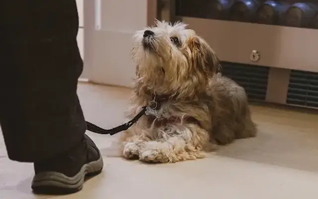 Yuruani Olguin Dog Training in New York, NY