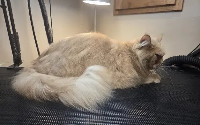 For the Love of Cats in Minnetonka, MN