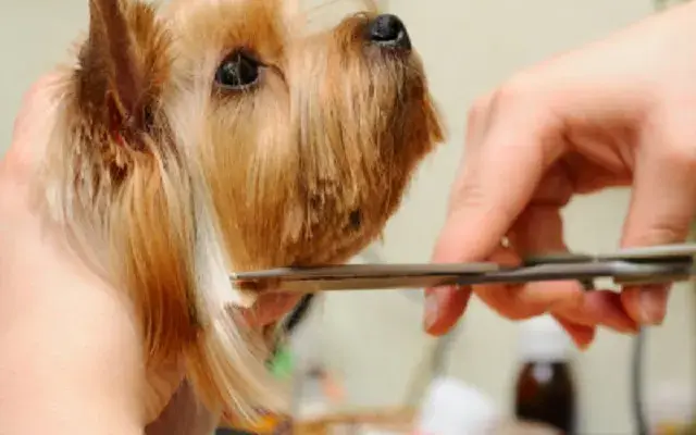Ceasar's Dog Grooming in Larksville, PA