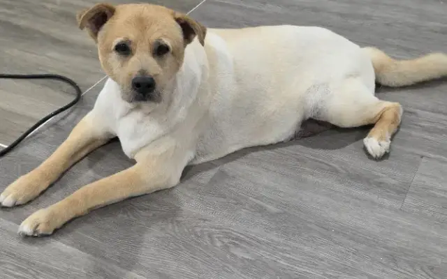 Furever Fresh Grooming in Spring Valley, CA