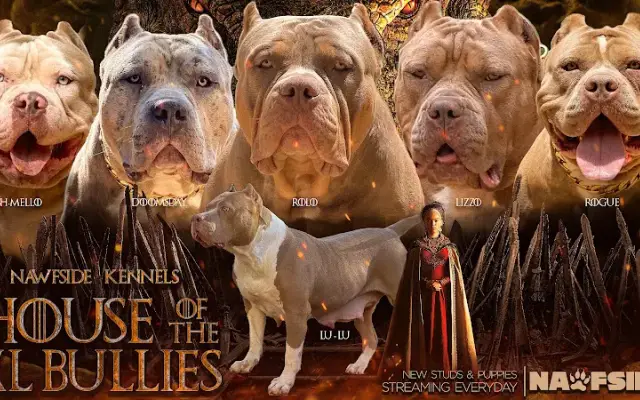 Nawfside Kennels in Loganville, GA