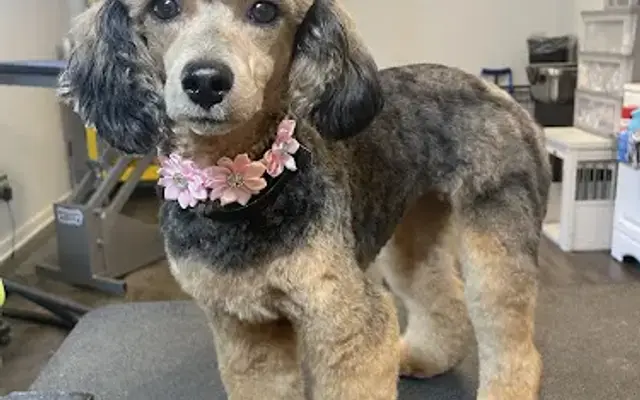 Clarabelle's Pet Salon in Griffin, GA