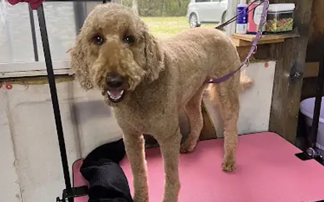 Wicked Whiskers Groom & Board in Circleville, OH