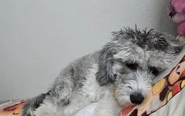 Ruff to Fluff Grooming Yankton SD in Yankton, SD