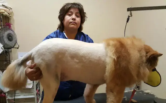 Scruffy to Fluffy in Tustin, CA