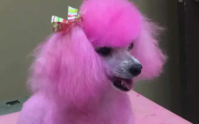 The Bark ‘N Barber Mobile Grooming in Corona, CA