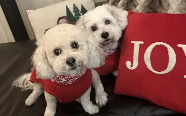 Doggie Doos Grooming in Phoenix, AZ