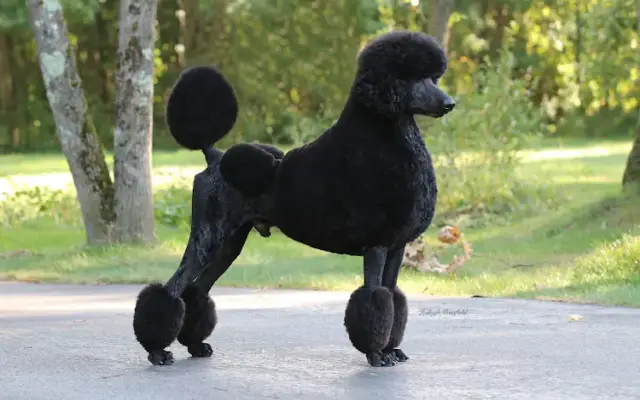 Cashmere Standard Poodles Breeder in Quinebaug, CT