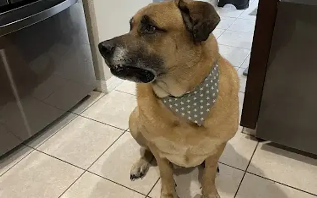 Scott's Pups | In-Home Pet Grooming in Orlando, FL