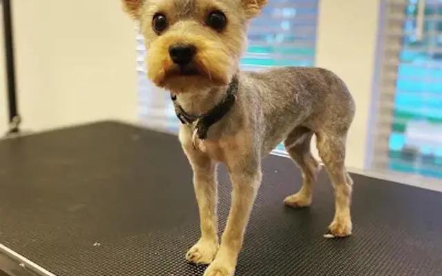 Heidythegroomer in Rosharon, TX