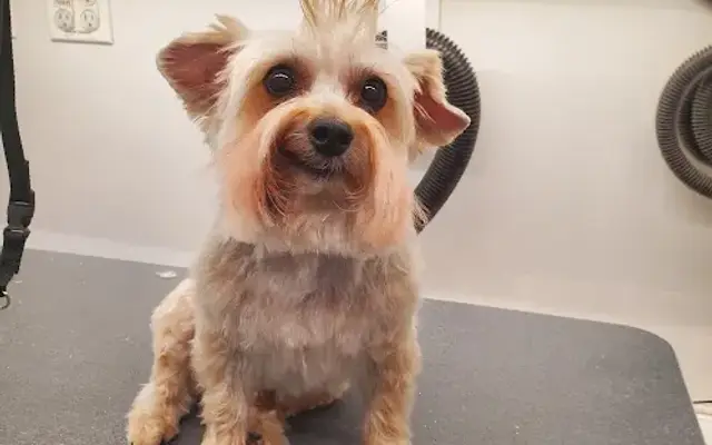 Lindsay Ray's Gentle Grooming in Smithville, MO