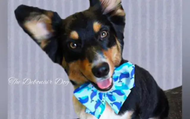 The Debonair Dog 1-on-1 Grooming Salon in Hayes, VA